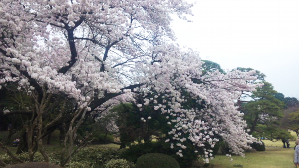 桜1.png