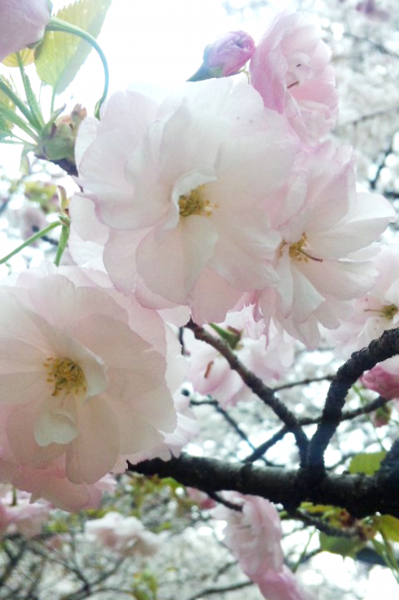 桜2.png